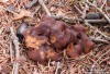 kořenitka nadmutá (Houby), Rhizina undulata (Fungi)